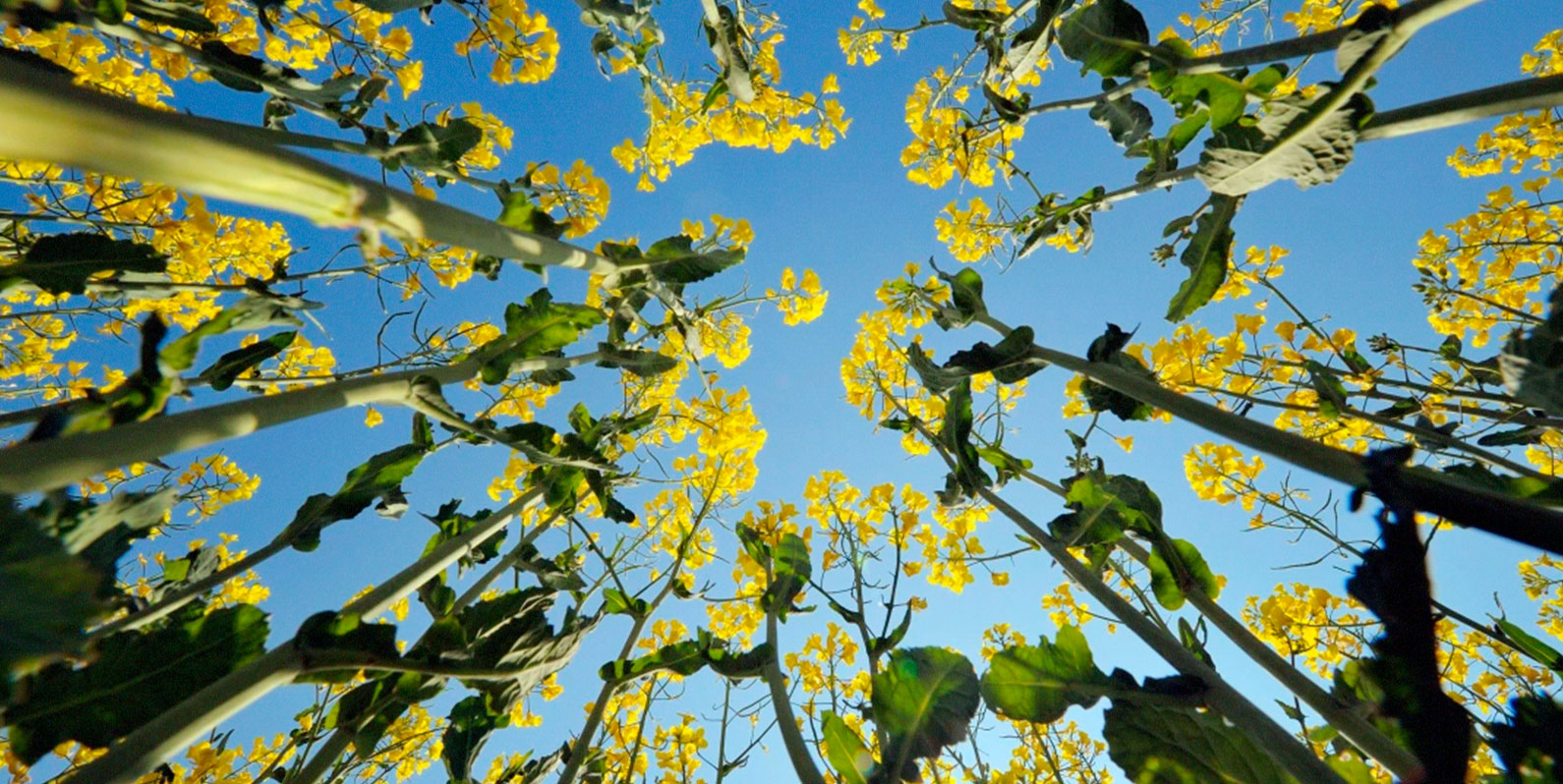 O calor é mau para a saúde das plantas. Saiba como a edição genética pode ajudar