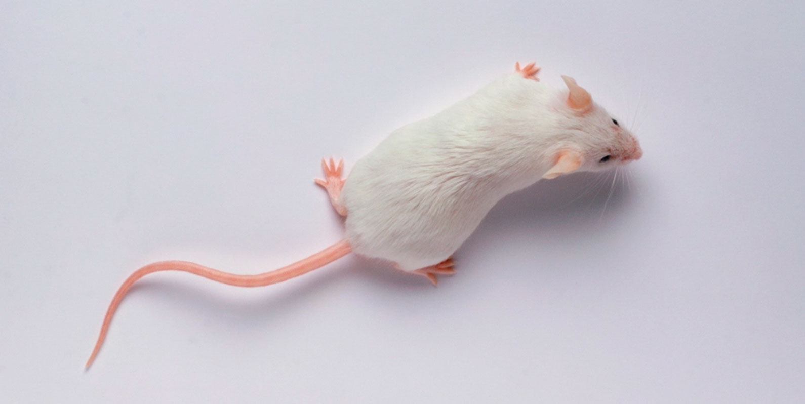Startup de biotecnologia diz que os seus ratos-domésticos de laboratório vivem mais após a reprogramação genética