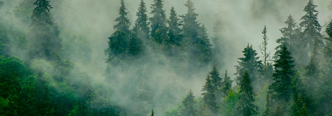 O problema com a tecnologia de remoção de carbono favorita das Big Tech