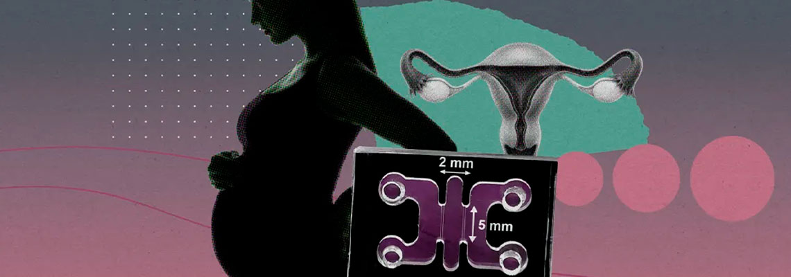 Investigadores estão a engravidar organoides com embriões humanos